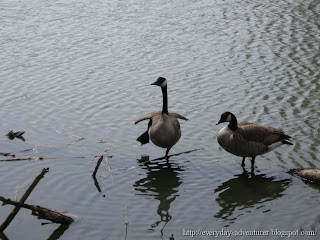 Dancing Goose