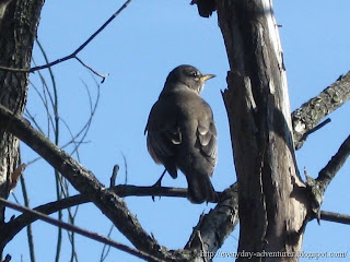 Robin On A Branch