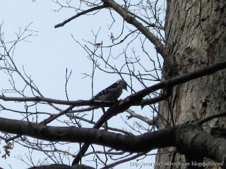 Downy Woodpecker