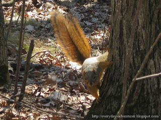 Fox Squirrel