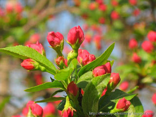 apple buds