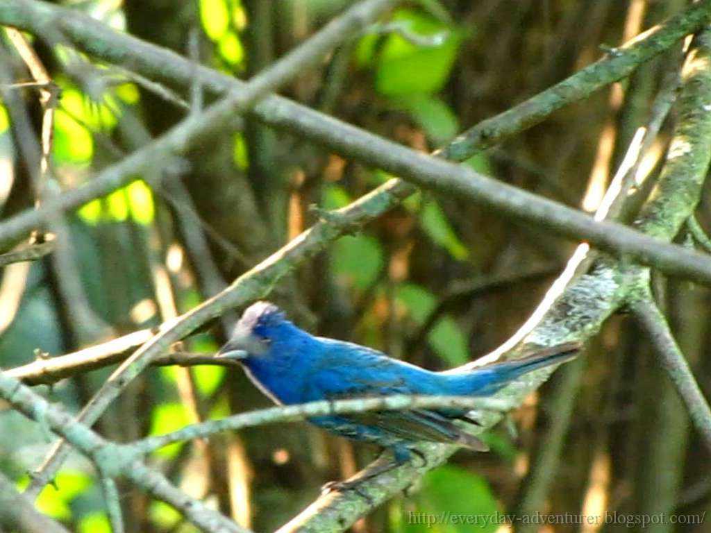 what do indigo bunting birds eat what do indigo bunting birds eat