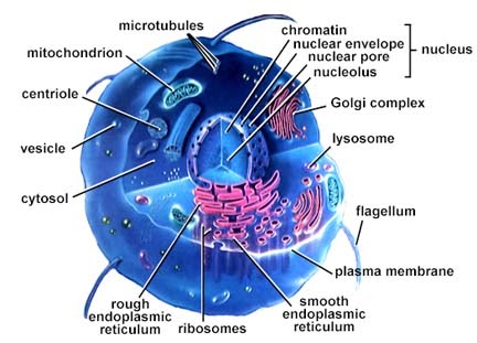 Animal Cell Model Diagram Project Parts Structure Labeled Coloring and