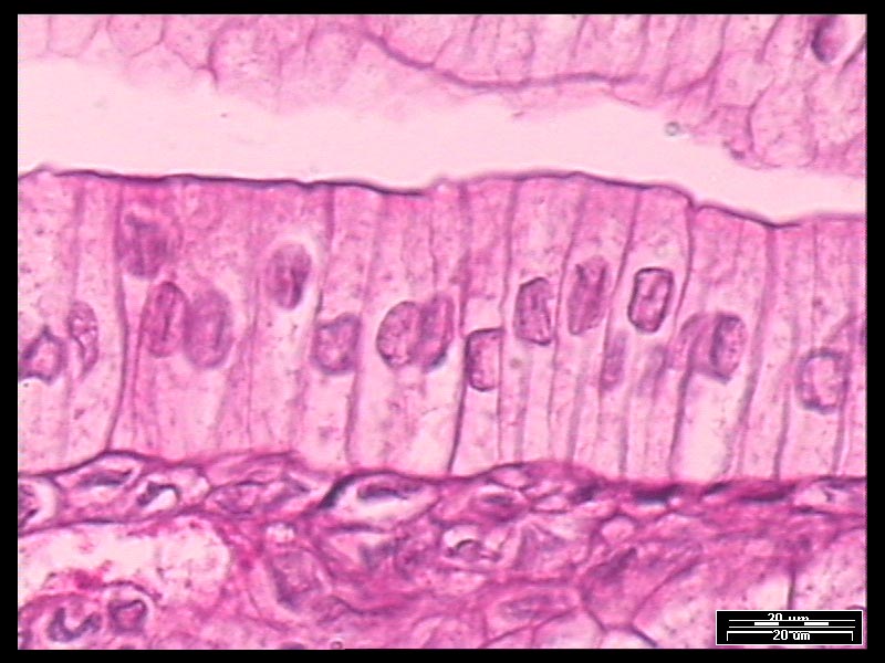 Epithelium Slides