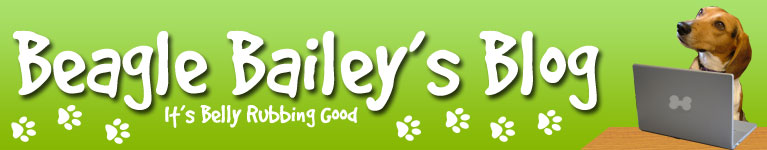 Beagle Bailey Blog