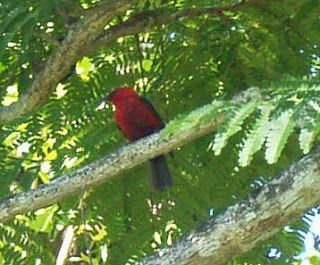 Cardinal Honeyeater