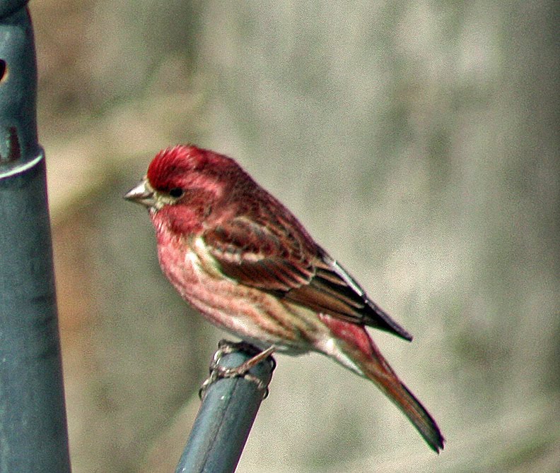 joyful reflections arkansas birds joyful reflections arkansas birds