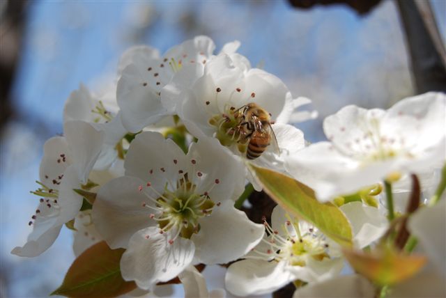 [Spring+bee+09.jpg]