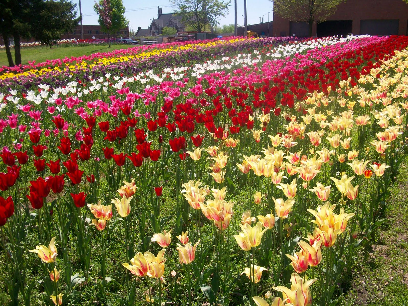 wanderlust Tulip Festival in Holland, MI