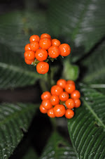 a rubiaceae