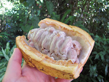 inside a cacao pod