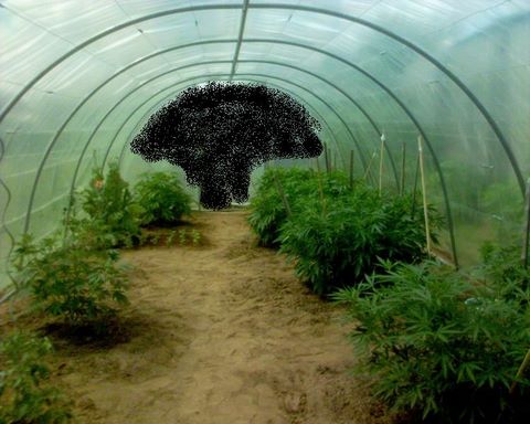 Anuncian primer club de cultivadores de marihuana en Uruguay Anuncian primer club de cultivadores de marihuana en Uruguay