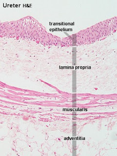 SchoolStuff: Bladder Tissue labeled ovary diagram 