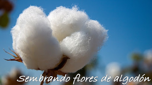 Sembrando flores de algodón