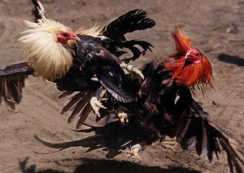 Rooster story might be