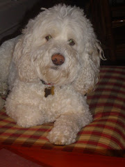 Our dog Einstein