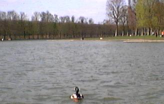 [versailles_duck.JPG]