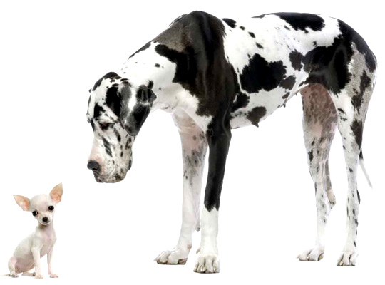 dog breeds list with pictures. dogs breed names. dog breeds list with pictures.