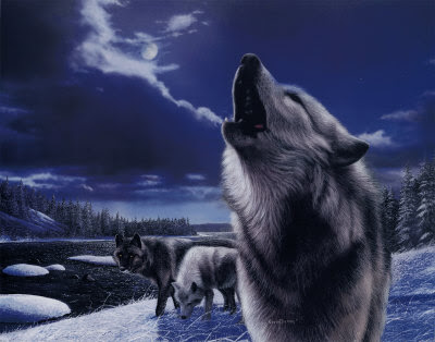pics of wolves pics of wolves