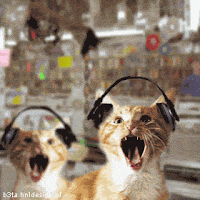 ¡¡Posteen GIFS y JPG!! ¡¡De lo que quieran!! Gator3ap2+gato+escuchando+musica+Metal