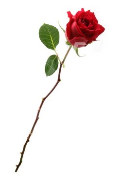 [long_stem_rose.jpg]