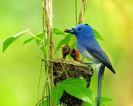 Bird Feeding Chicks