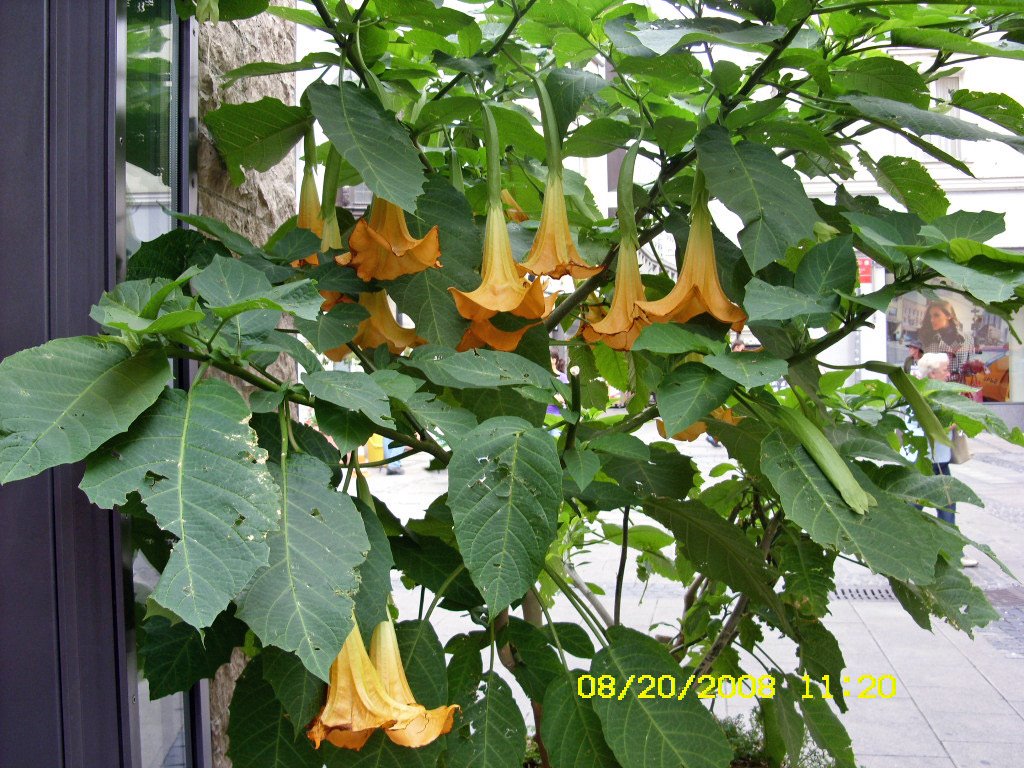 [Aug.20,2008-regensburg060_edited.JPG]