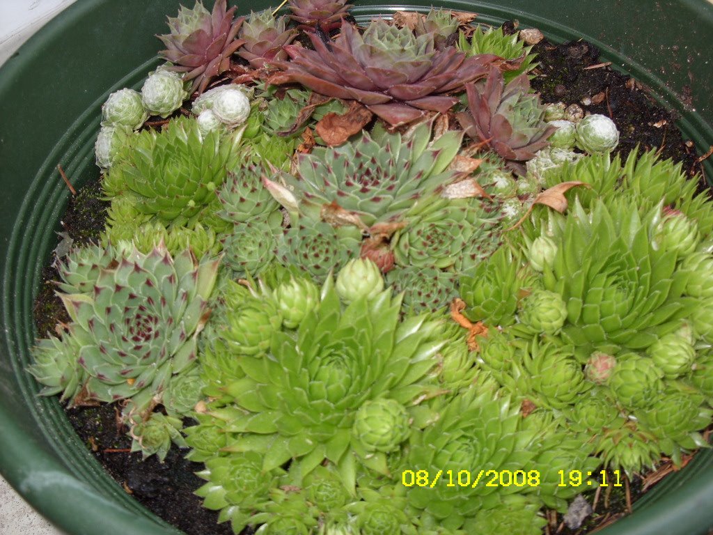 [aug8-9,2008121.JPG]