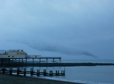 Aberystwyth+Pier+Starlings.jpg
