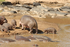 Hippos