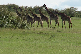 Giraffes