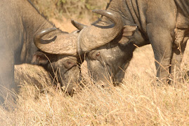 African Buffalo