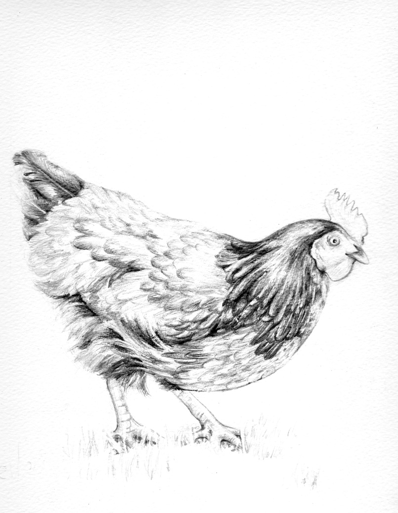 Sketches Of Hen