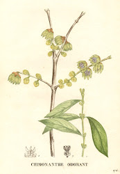 Macasar. Chimonanthus fragans