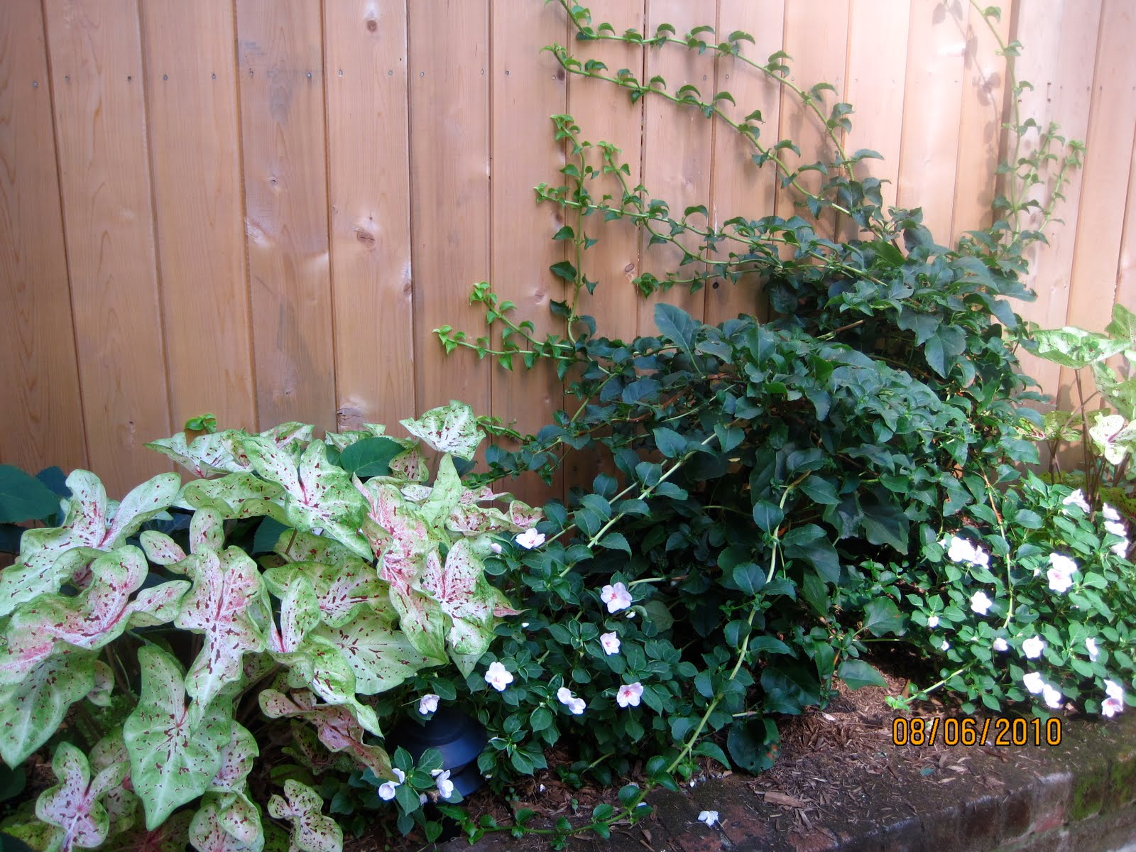 Limelight Hydrangeas In Bloom