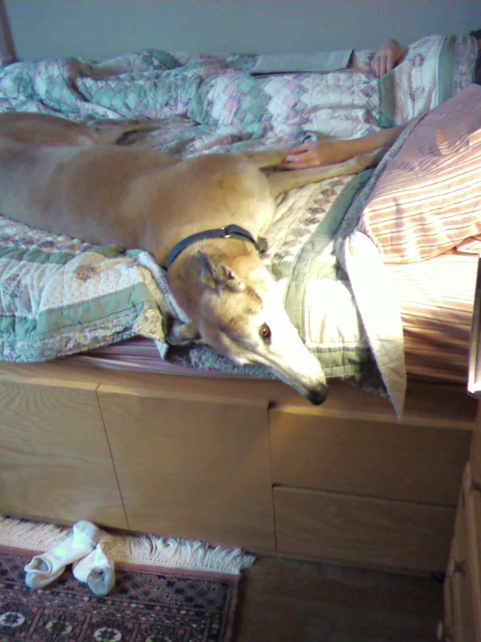 [Angus+bed.jpg]