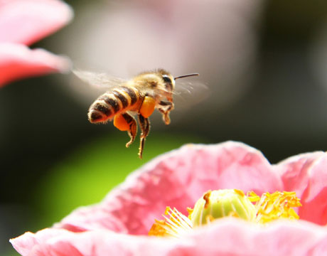 external image bee_flower.jpg external image bee_flower.jpg