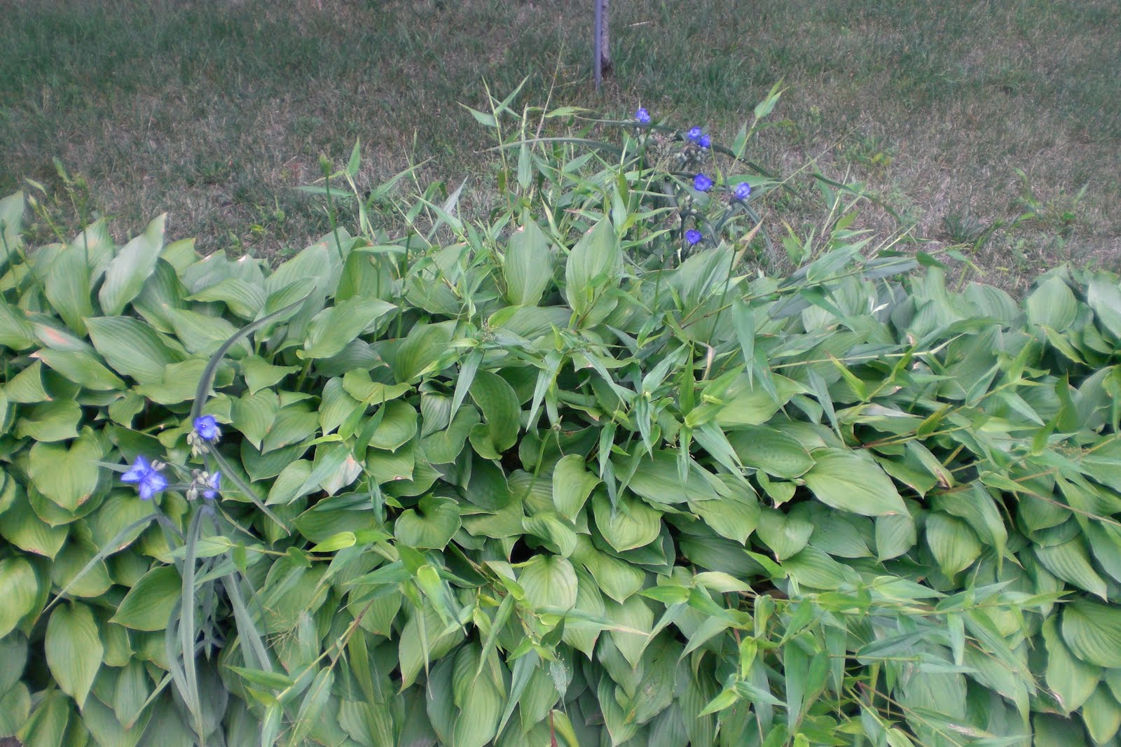 gardening in the boroughs of nyc This is what the hosta