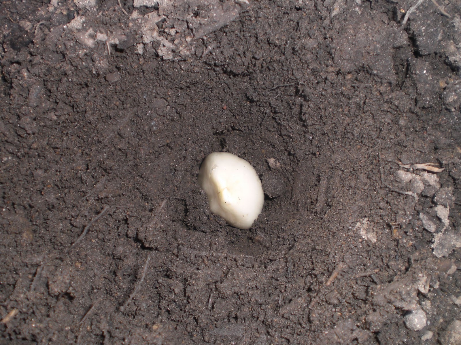 gardening in the boroughs of nyc Planting Garlic in Raised Beds