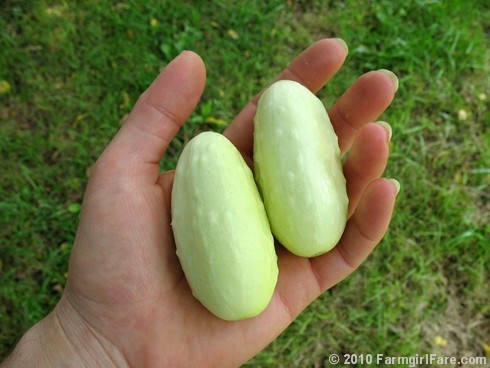 growing mini cucumbers outside