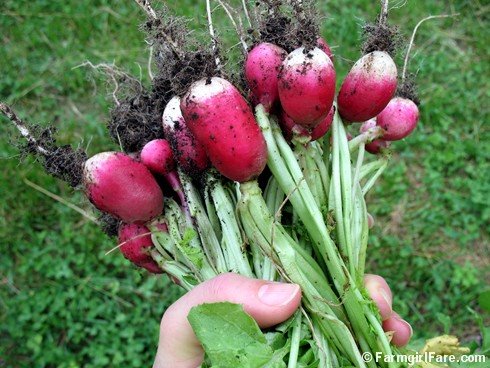 Not sure what to do with fresh, harvested radishes? Pickle them - Farm and  Dairy