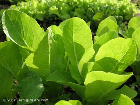 In My Kitchen Garden How To Grow Your Own Gourmet Lettuce From Seed It S Easier Than You Think