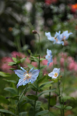 ヒマラヤの青いケシ,メコノプシス(Meconopsis),なばなの里