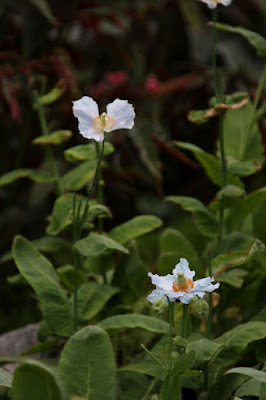 ヒマラヤの青いケシ,メコノプシス(Meconopsis),なばなの里