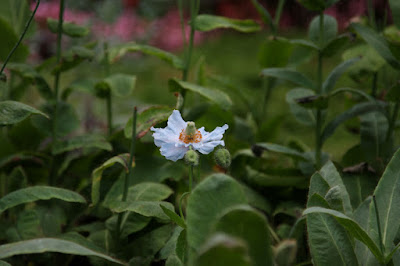 ヒマラヤの青いケシ,メコノプシス(Meconopsis),なばなの里
