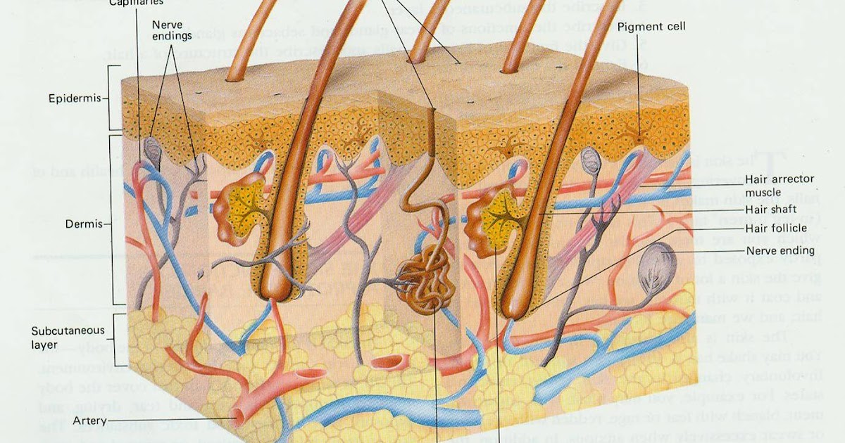 All about biology Our Skin