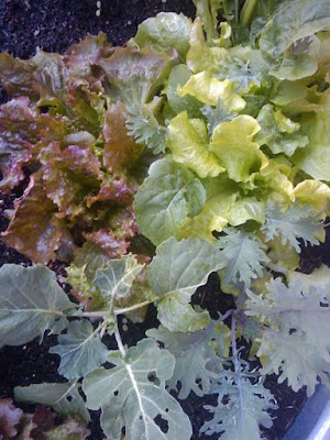 Salad plants at Centennial Court