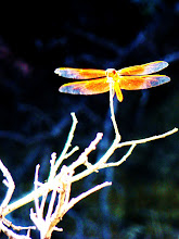 Dragon Fly on Slots Hike '08