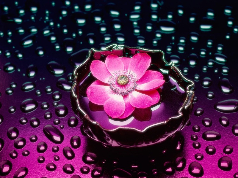 [Petals_and_Water_1600_x_1200.jpg]