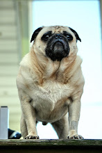 Daily Pug